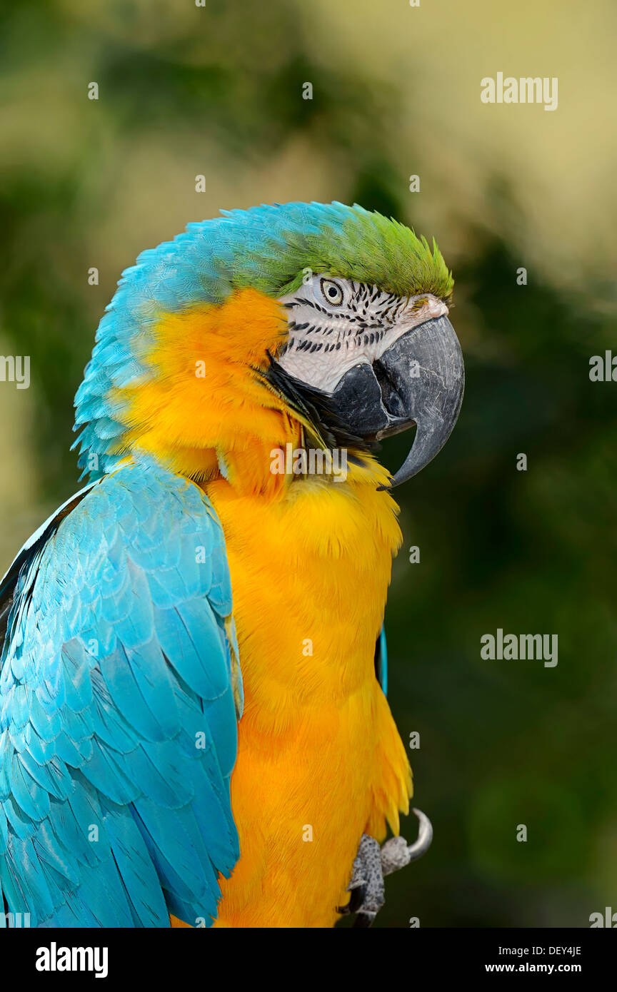 Blue-and-Yellow Macaw ou Bleu et or Macaw (Ara ararauna) présence en Amérique du Sud, captive, Rhénanie du Nord-Westphalie Banque D'Images
