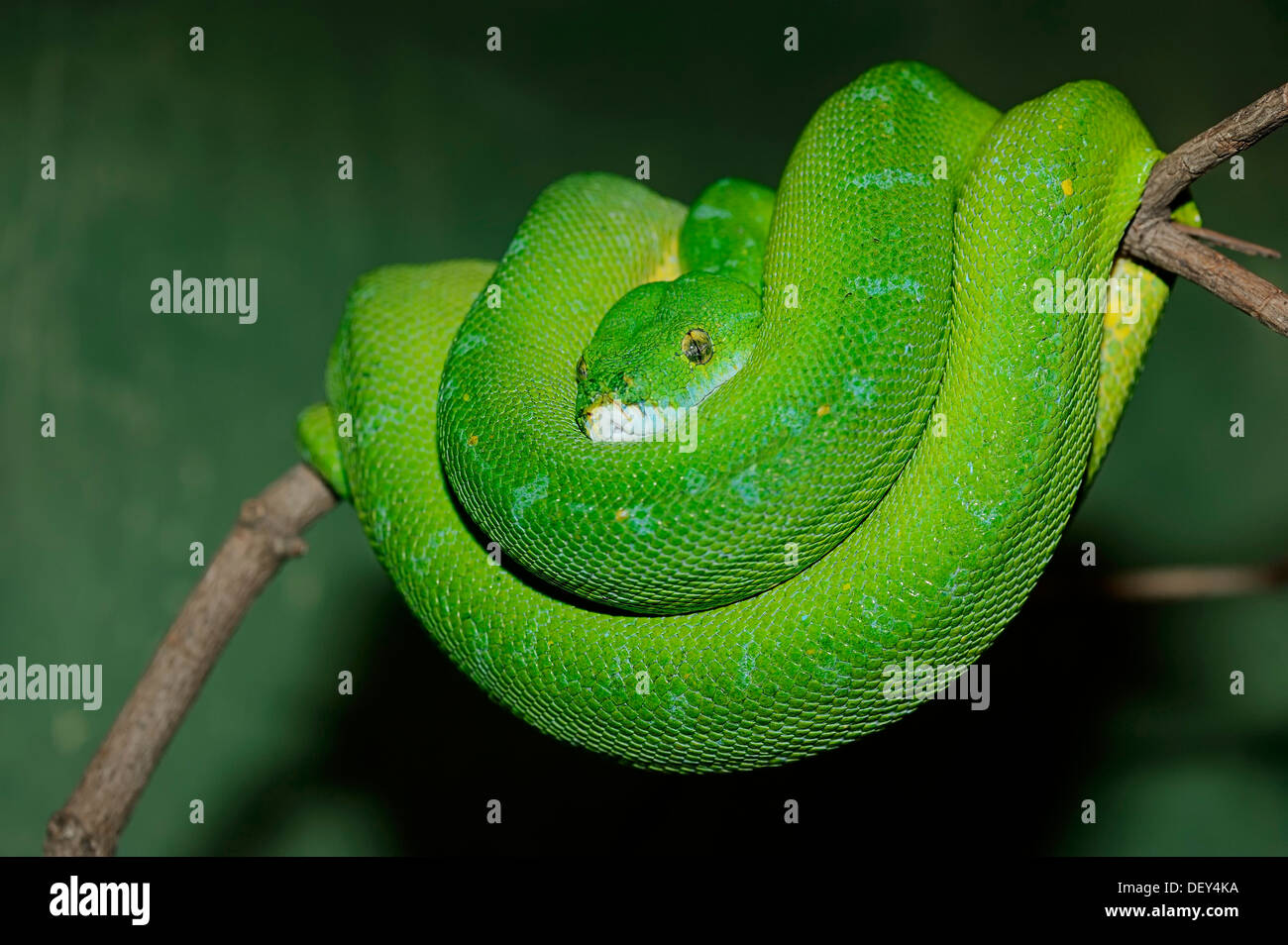 Green Tree Python (Chondropython viridis, Morelia viridis), originaire de Guinée, captive, Bergkamen, Rhénanie du Nord-Westphalie Banque D'Images