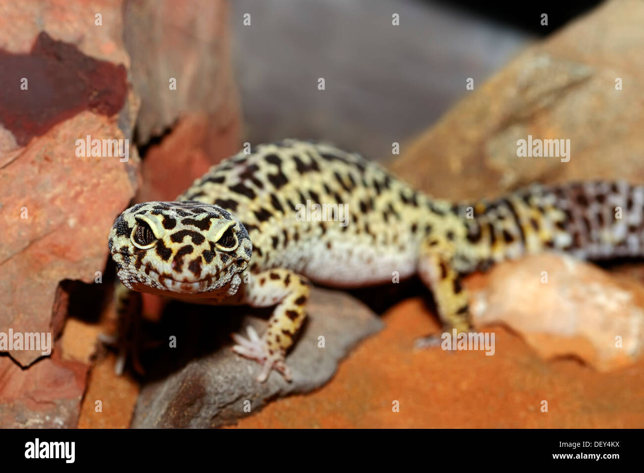 Le gecko léopard (Eublepharis macularius), portrait, originaire d'Asie, captive, Kamen, Rhénanie du Nord-Westphalie, Allemagne Banque D'Images