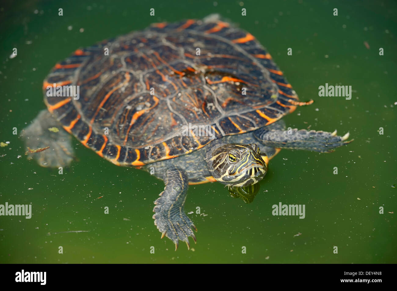 Tortue peinte de l'ouest (Chrysemys picta bellii), originaire d'Amérique du Nord, captive, Bergkamen, Rhénanie du Nord-Westphalie, Allemagne Banque D'Images