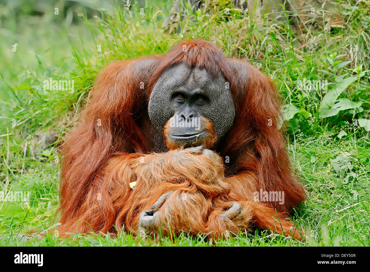 L'orang-outan de Sumatra (Pongo pygmaeus abelii, Pongo abelii), homme, l'occurrence à Sumatra en Indonésie, captive, Allemagne Banque D'Images