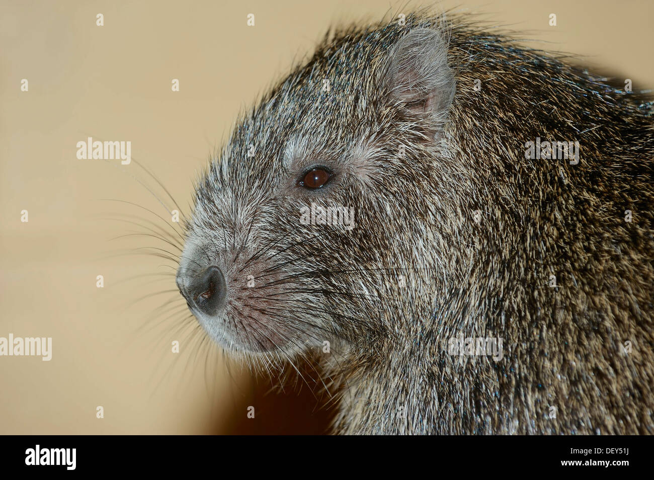 Desmarest's Hutia ou cubaine (Capromys pilorides) Hutia, portrait, originaire de Cuba, captive, Allemagne Banque D'Images