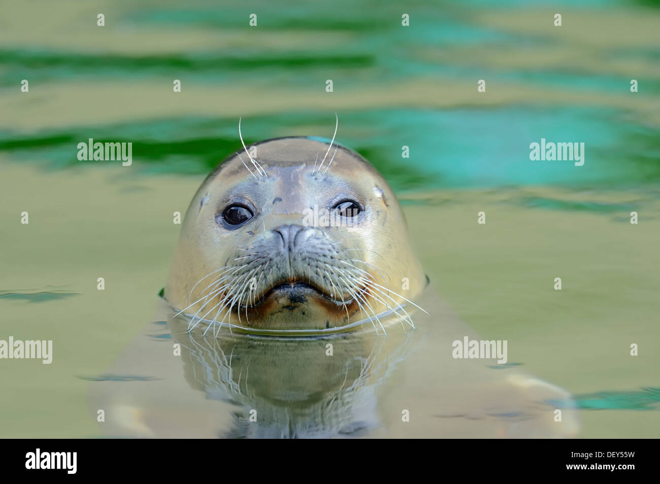 Seal (Phoca vitulina), la natation dans l'eau, captive, Schleswig-Holstein, Allemagne Banque D'Images