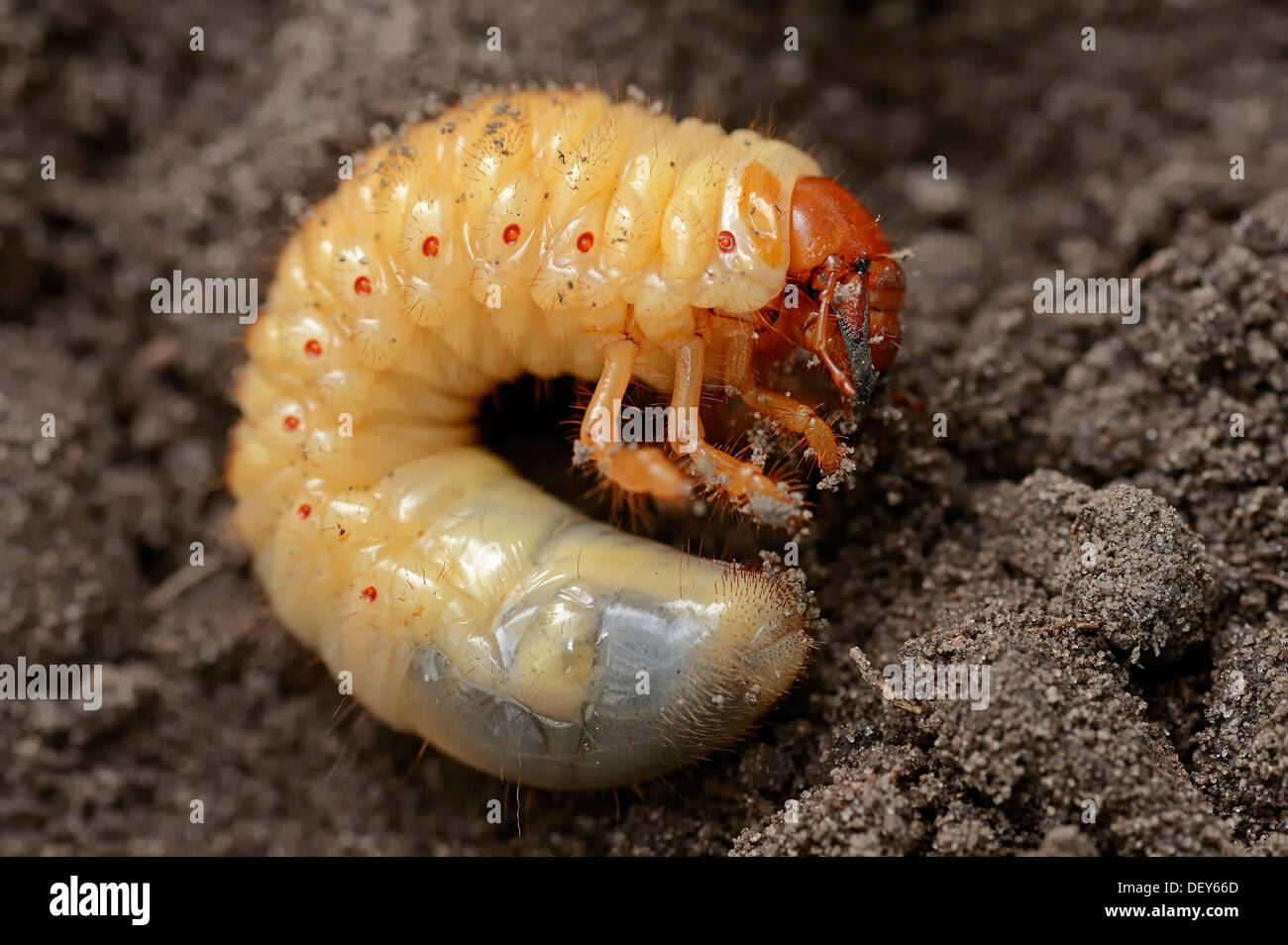 Cockchafer, mai bug (Melolontha melolontha), grub, larve, Rhénanie du Nord-Westphalie, Allemagne Banque D'Images