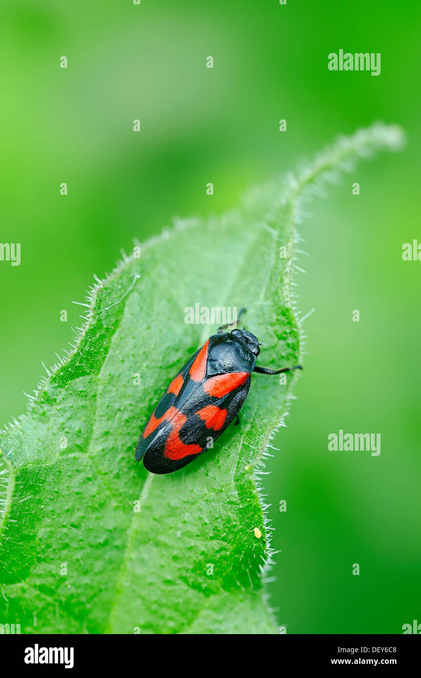 Black-et-rouge (froghopper Cercopis vulnerata), Nordrhein-Westfalen, Allemagne Banque D'Images