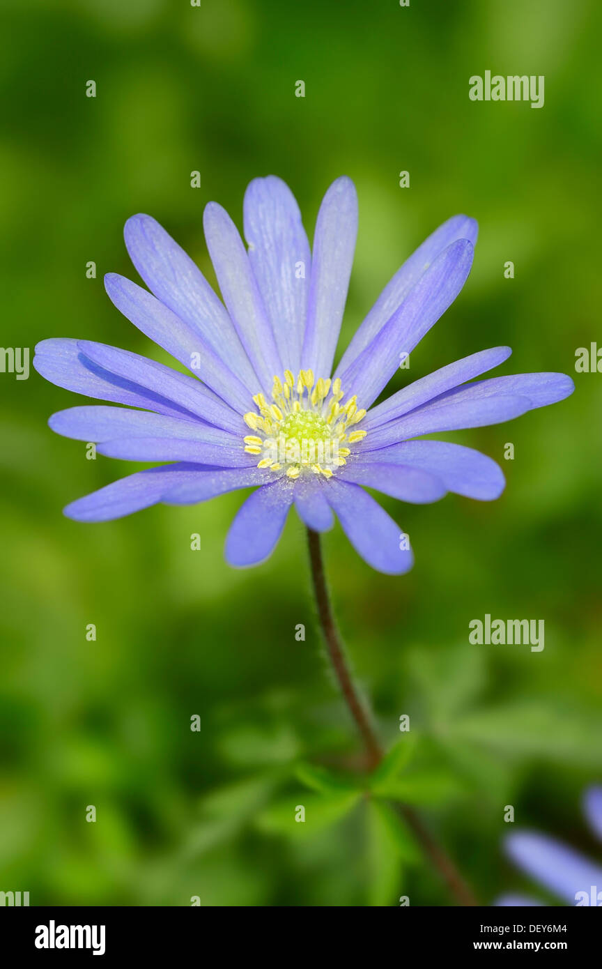 Anémone bleue ou Grecian Windflower Anemone apennina (, Anemone blanda), Nordrhein-Westfalen, Allemagne Banque D'Images