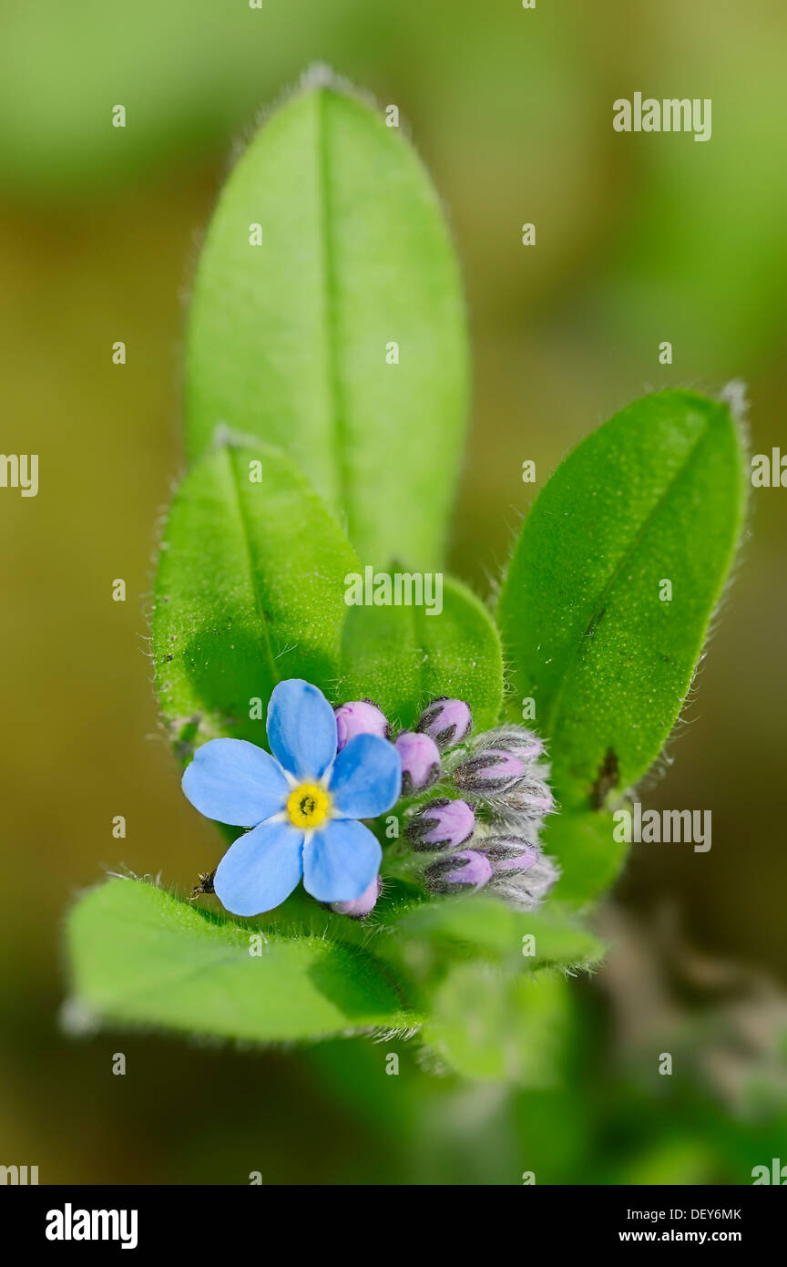 Alpine forget-me-not (Myosotis alpestris), Bavière, Allemagne Banque D'Images