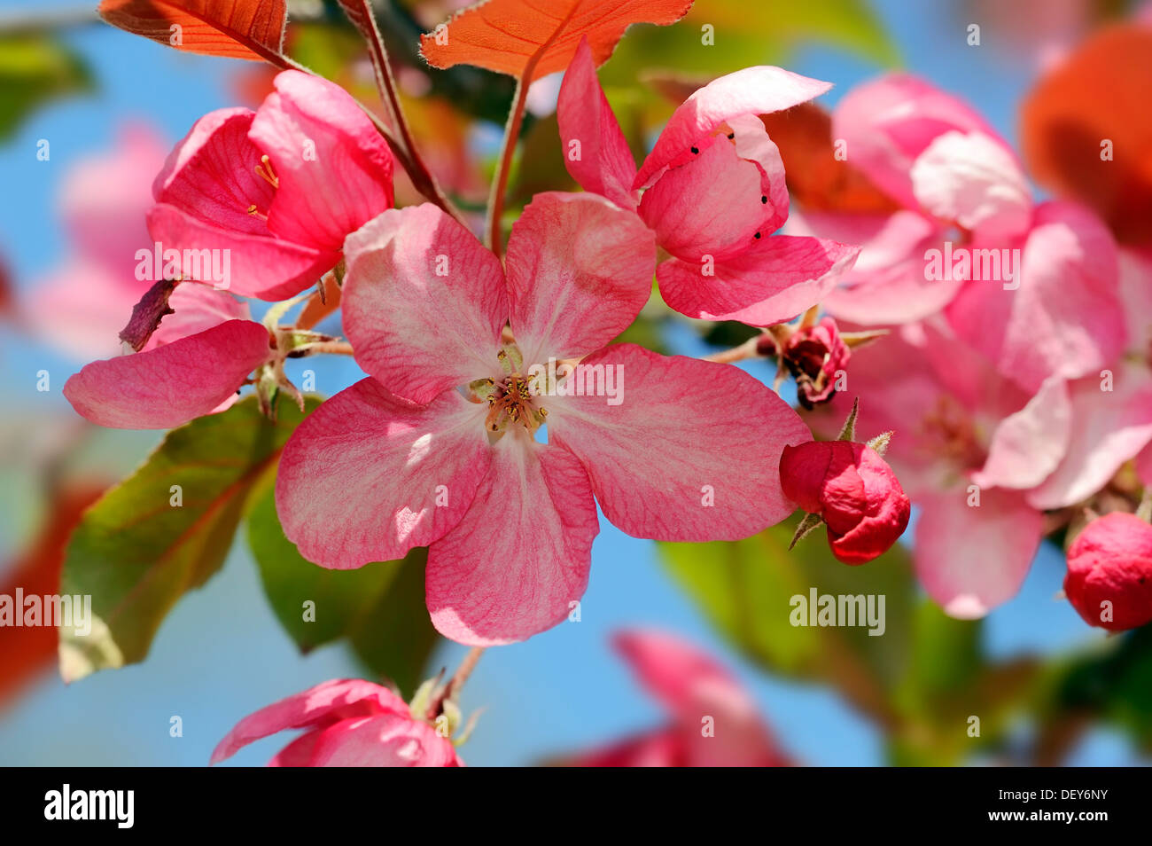 Profusion, pommetier (Malus x moerlandsii), fleurs, Bergkamen, Rhénanie du Nord-Westphalie, Allemagne Banque D'Images