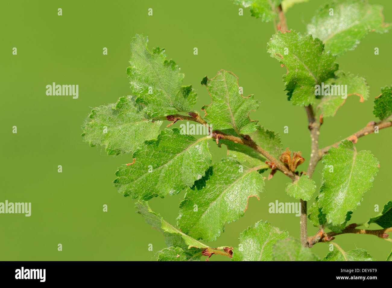 Hêtre de l'Antarctique (Nothofagus antarctica), des branches avec des feuilles, l'occurrence de l'Argentine et le Chili, en Rhénanie du Nord-Westphalie, Allemagne Banque D'Images