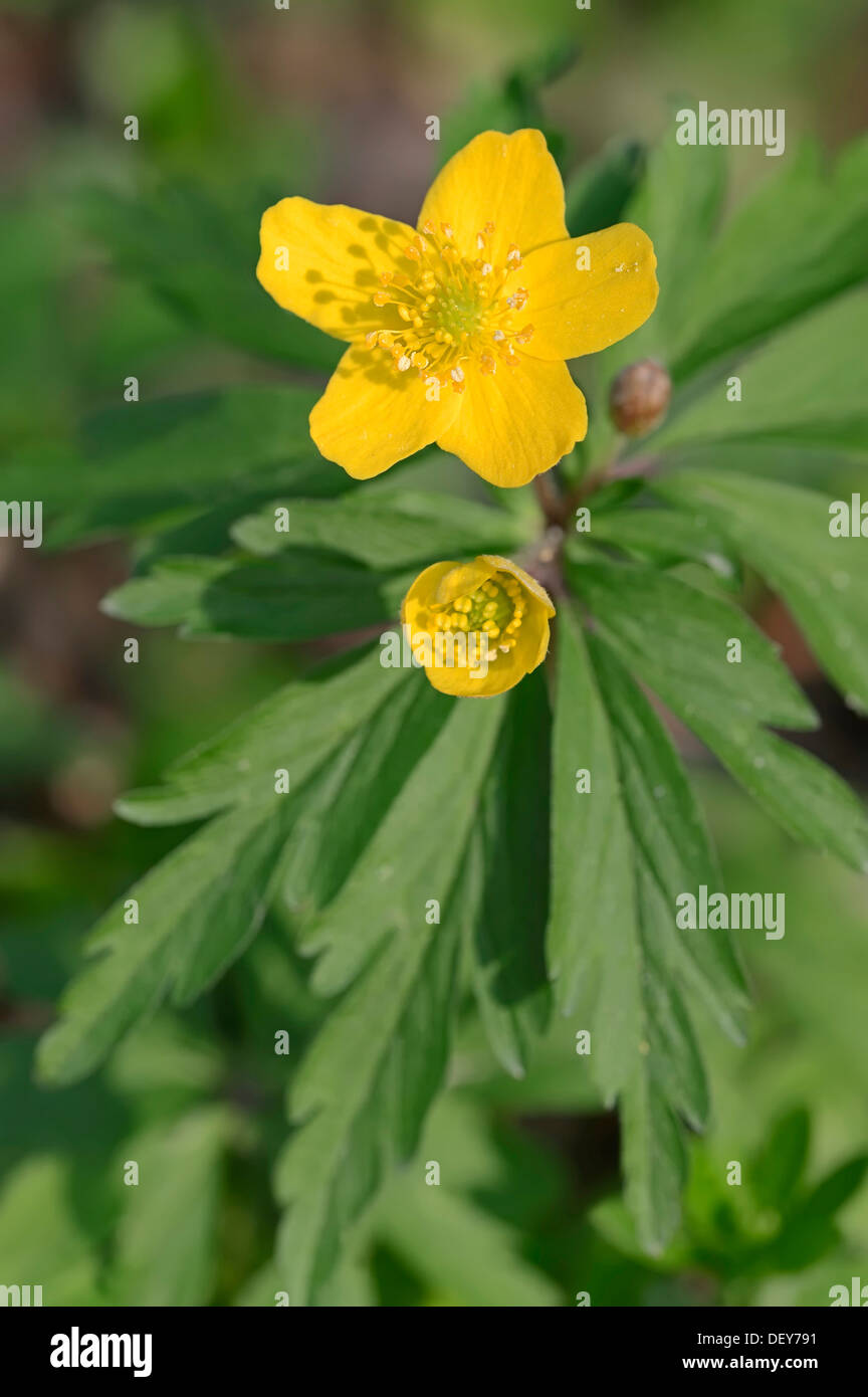 Anémone jaune, jaune Anémone des bois ou Anemone (Anemone ranunculoides Renoncule), Nordrhein-Westfalen, Allemagne Banque D'Images