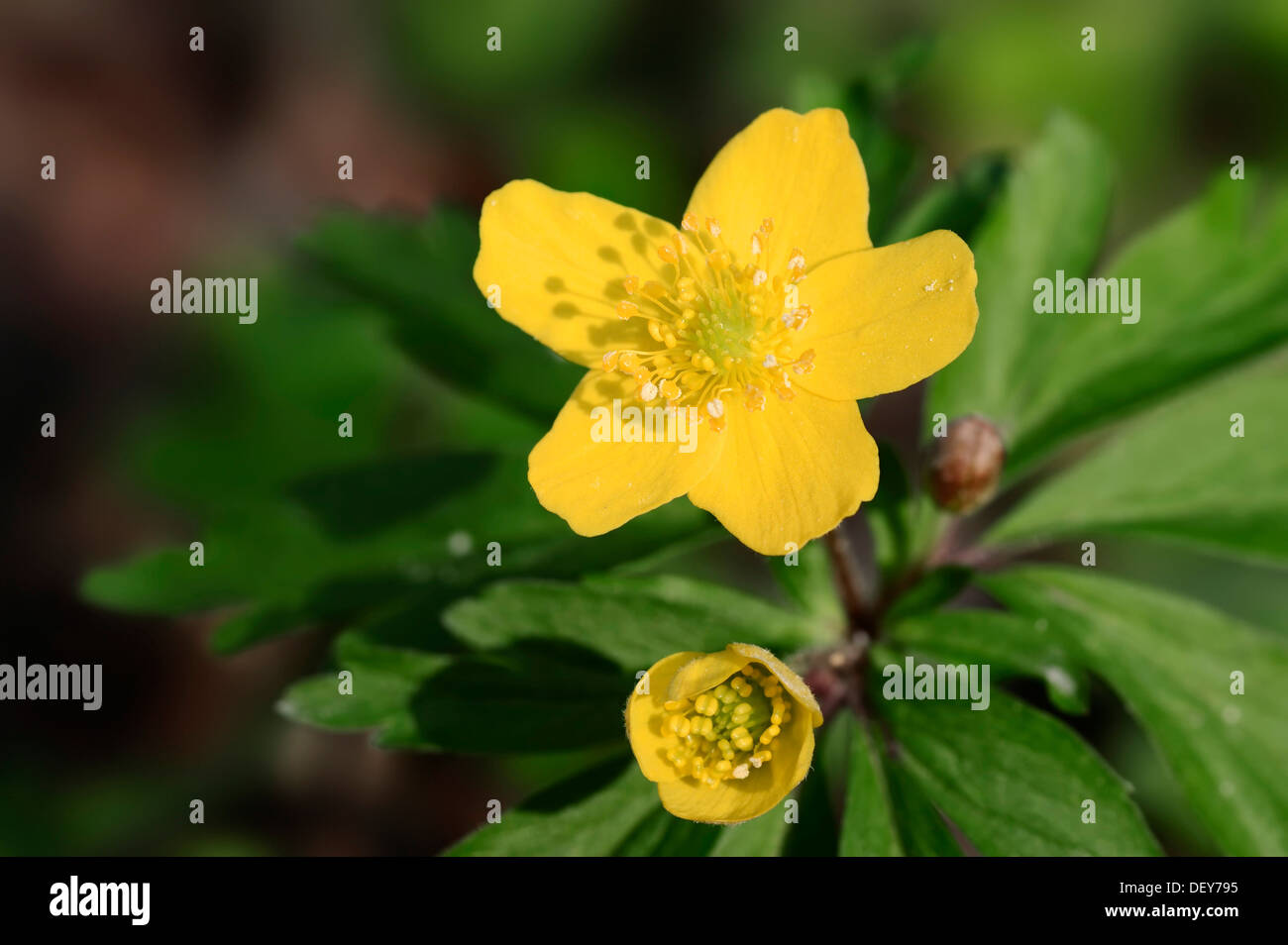 Anémone jaune, jaune Anémone des bois ou Anemone (Anemone ranunculoides Renoncule), Nordrhein-Westfalen, Allemagne Banque D'Images