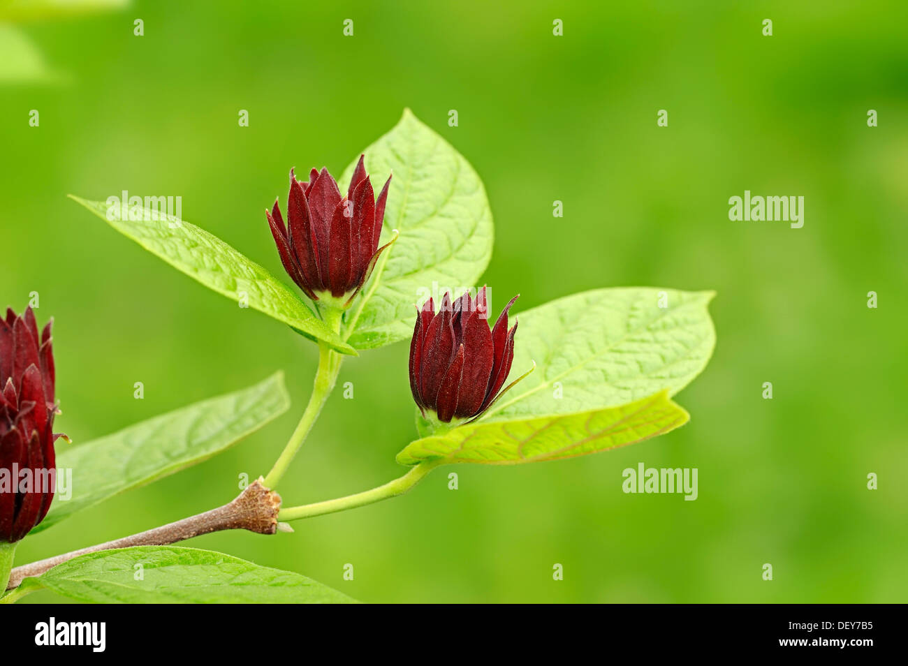 Carolina Sweetshrub (Liriodendron tulipifera), branche avec fleurs, survenue en Amérique du Nord, en Rhénanie du Nord-Westphalie, Allemagne Banque D'Images