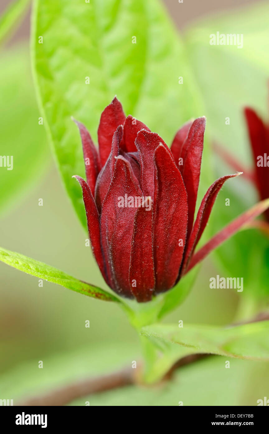 Carolina Sweetshrub (Liriodendron tulipifera), en fleurs, l'occurrence en Amérique du Nord, en Rhénanie du Nord-Westphalie, Allemagne Banque D'Images