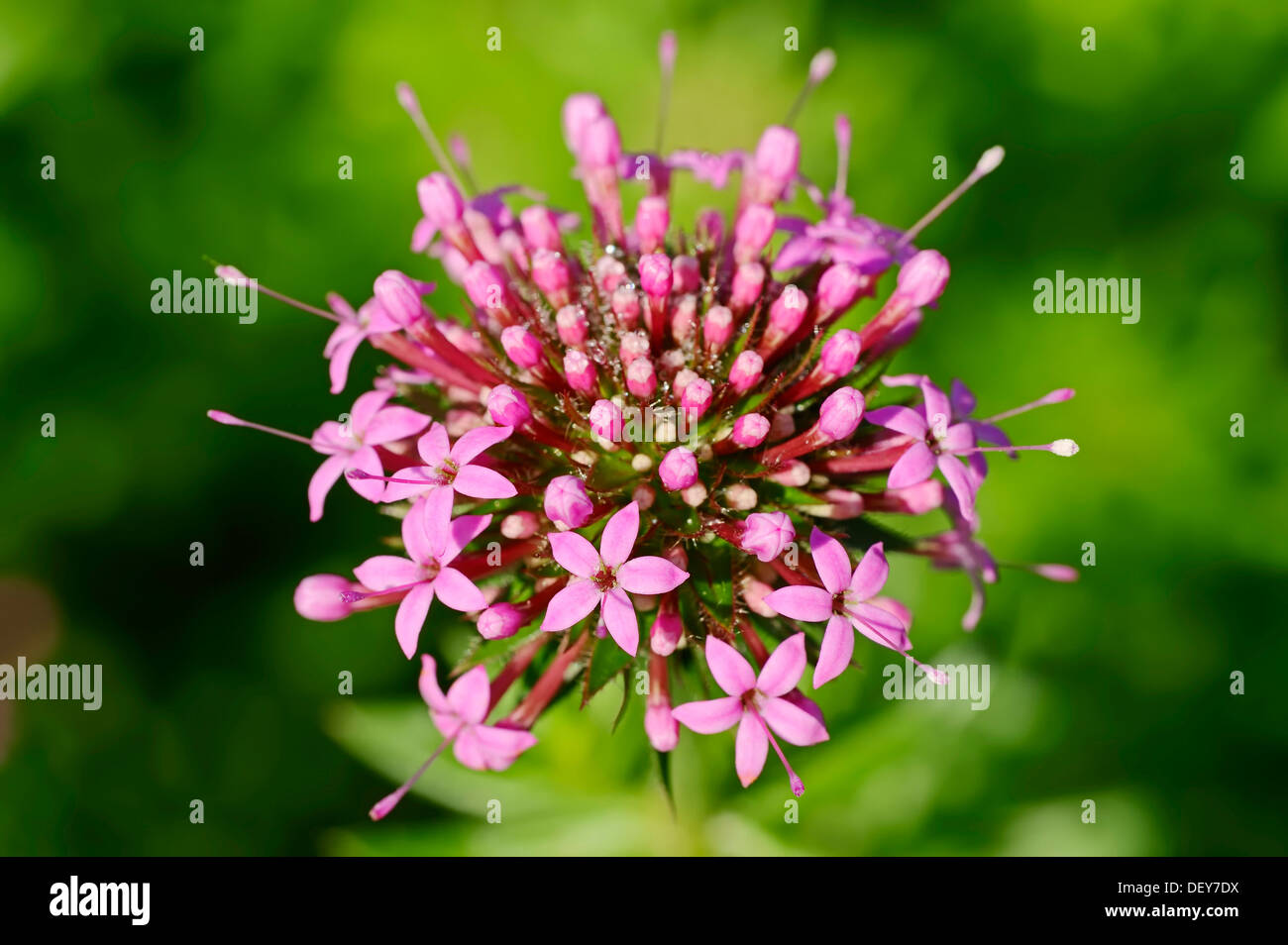 (Phuopsis stylosa Crosswort caucasiens), fleur, l'occurrence dans le Caucase et l'Iran, en Rhénanie du Nord-Westphalie, Allemagne Banque D'Images