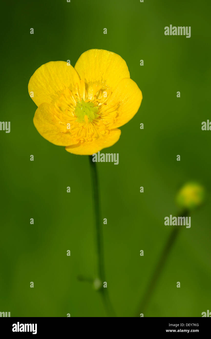 Renoncule des prés ou la renoncule âcre (Ranunculus acris), fleur, Rhénanie du Nord-Westphalie, Allemagne Banque D'Images