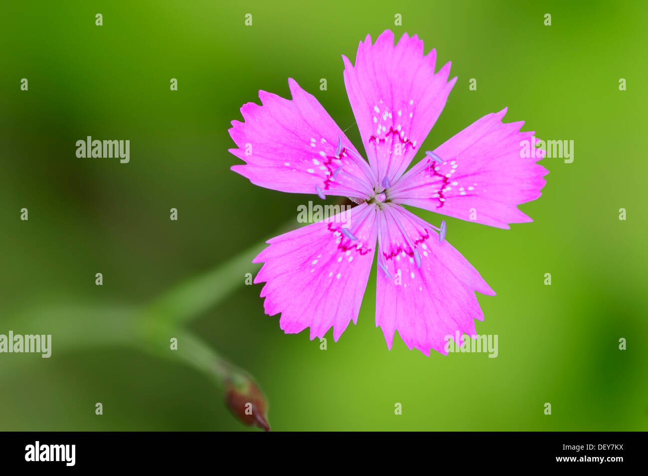 Rose de jeune fille, Dianthus Dianthus deltoides (), la floraison, la Rhénanie du Nord-Westphalie, Allemagne Banque D'Images