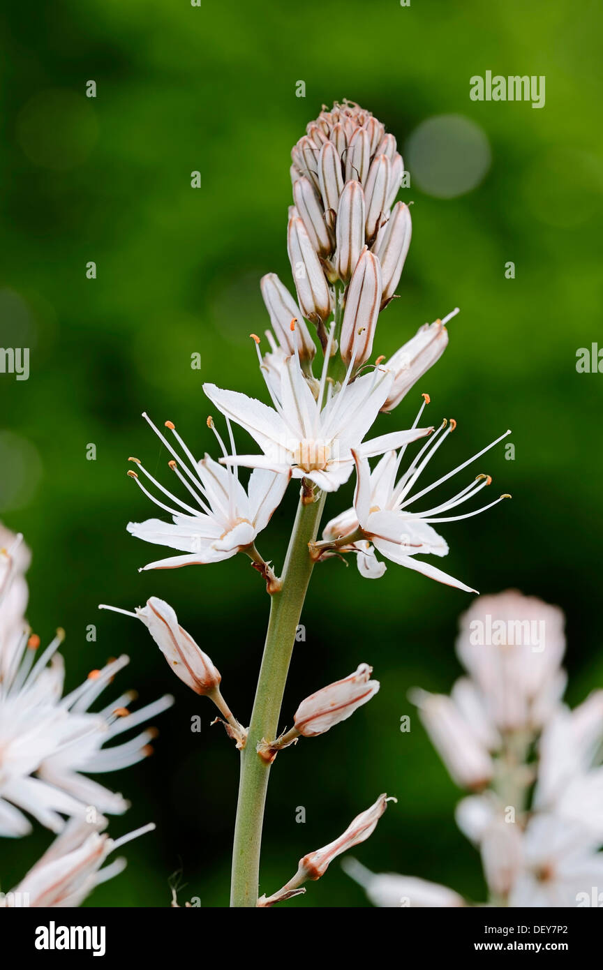 Asphodèle ramifié (Asphodel ramosus, Asphodel aestivus), Provence, France Banque D'Images