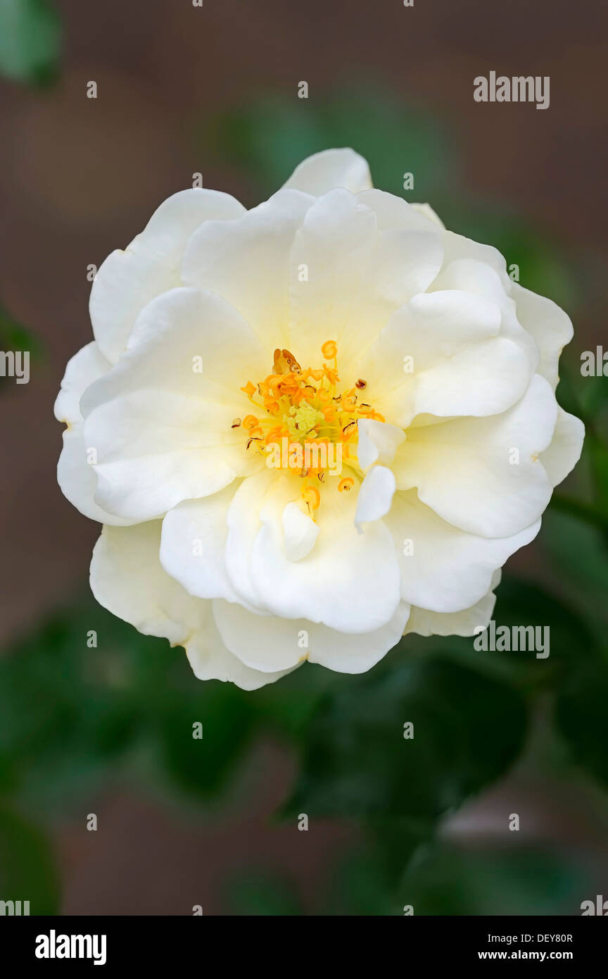 Rose (Rosa sp.), en fleurs, en Rhénanie du Nord-Westphalie, Allemagne Banque D'Images