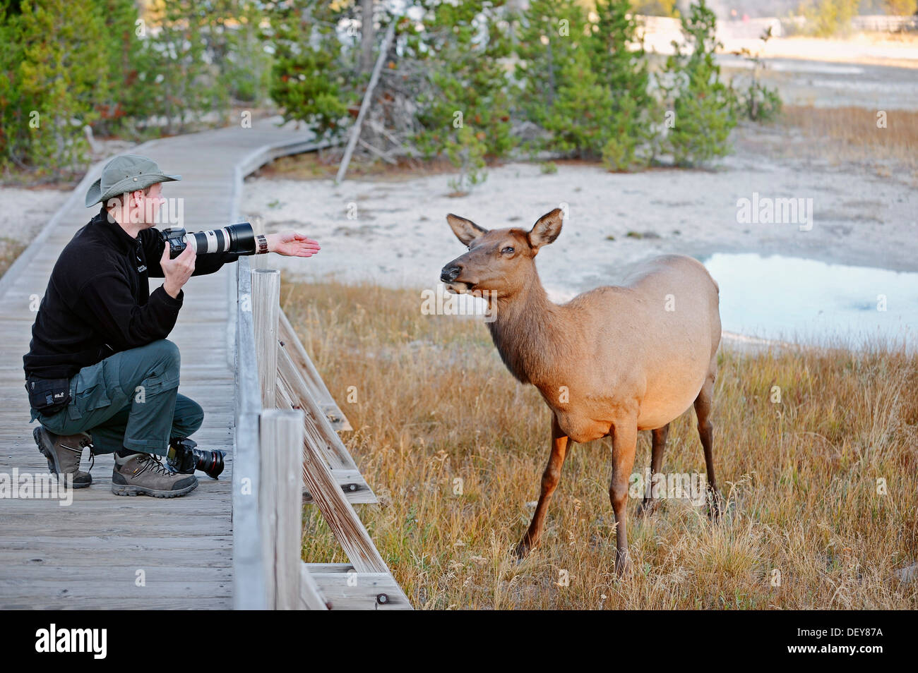 Photographe de la faune de la prise d'une photo d'un Cerf Wapiti (Cervus canadensis), le parc national de Yellowstone, Wyoming, United States Banque D'Images