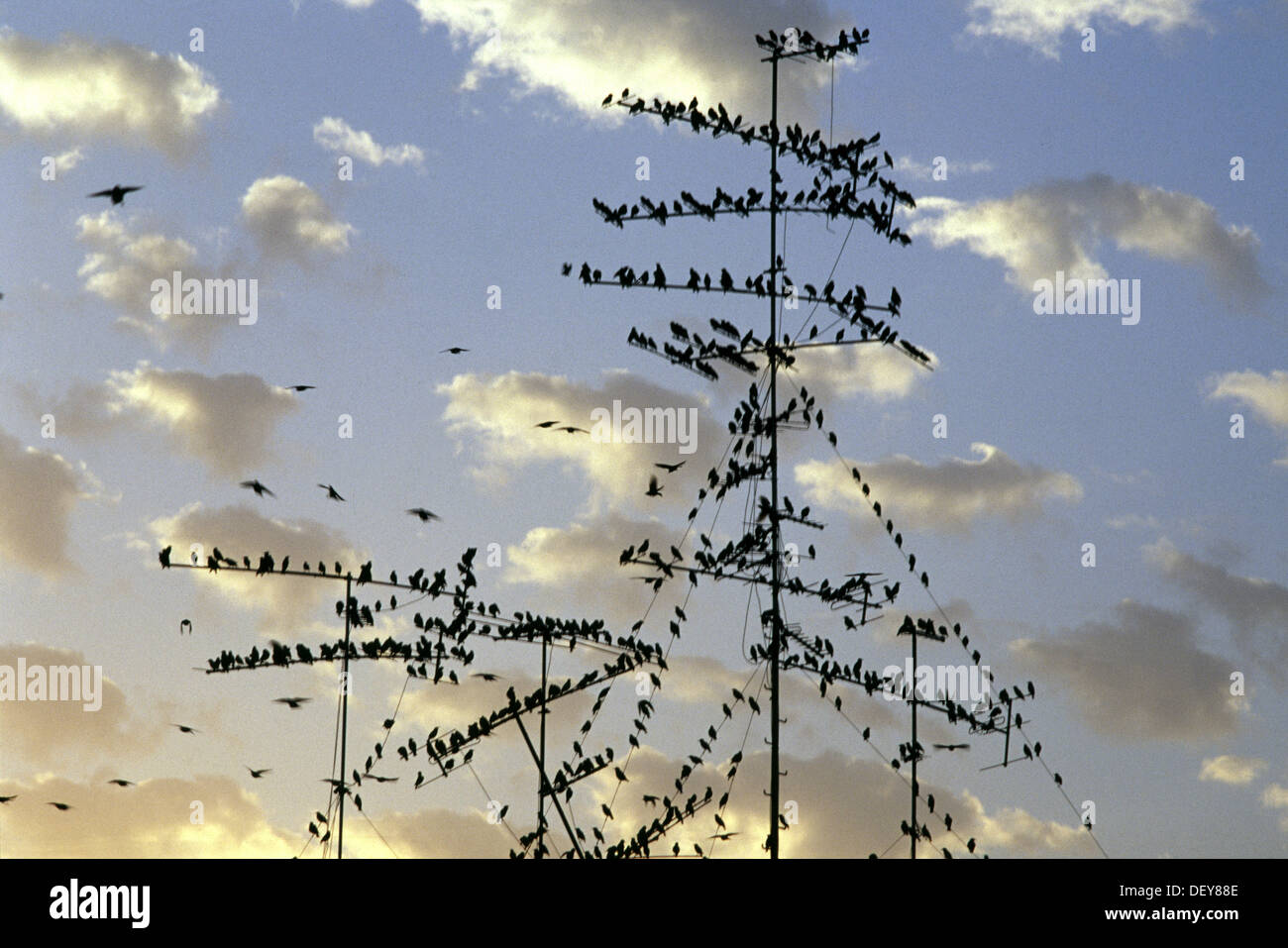 Troupeau d'oiseaux paruline sur l'ensemble d'un toit à l'antenne TV. Tel Aviv, Israël Banque D'Images