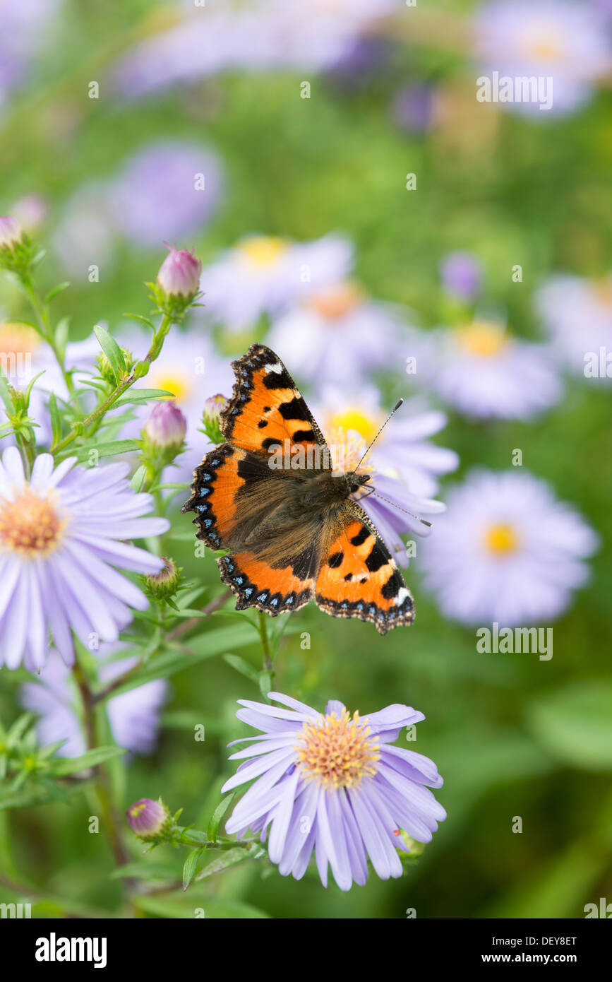 Petit papillon écaille (Aglais urticae) - UK Banque D'Images
