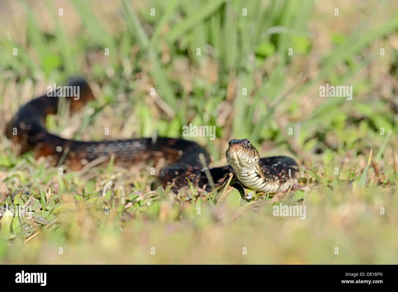Floride bagué serpent d'eau (Nerodia fasciata pictiventris), Florida, United States Banque D'Images