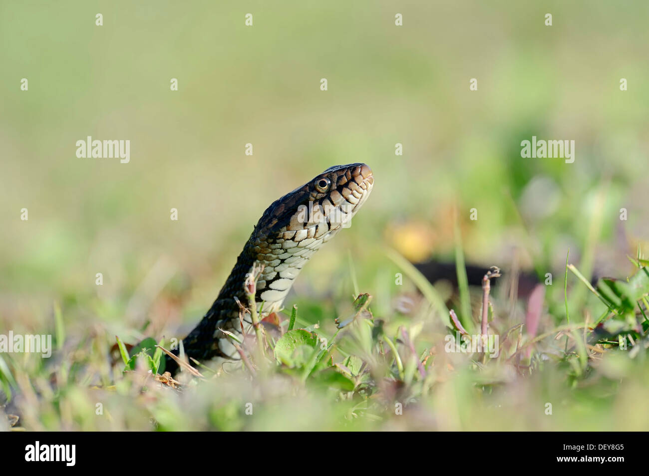 Floride bagué serpent d'eau (Nerodia fasciata pictiventris), Florida, United States Banque D'Images