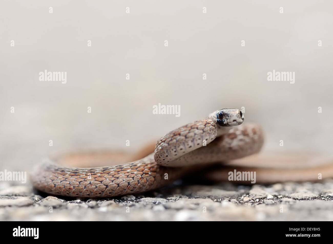 Floride serpent brun ou de Kay (Snake Storeria dekayi victa victa, Storeria), Myakka State Park, Florida, United States Banque D'Images