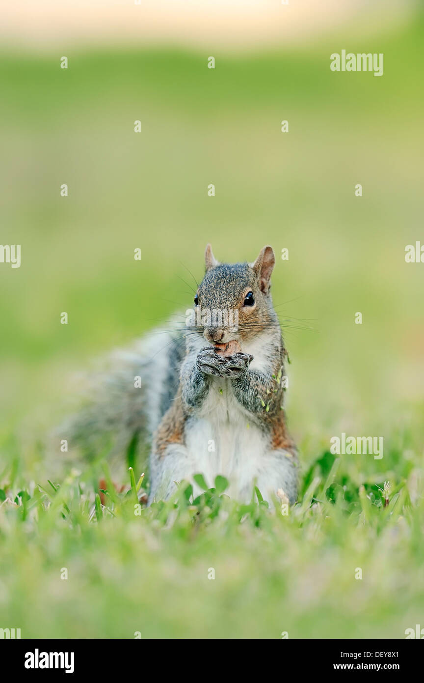 L'Écureuil gris (Sciurus carolinensis), Florida, United States Banque D'Images