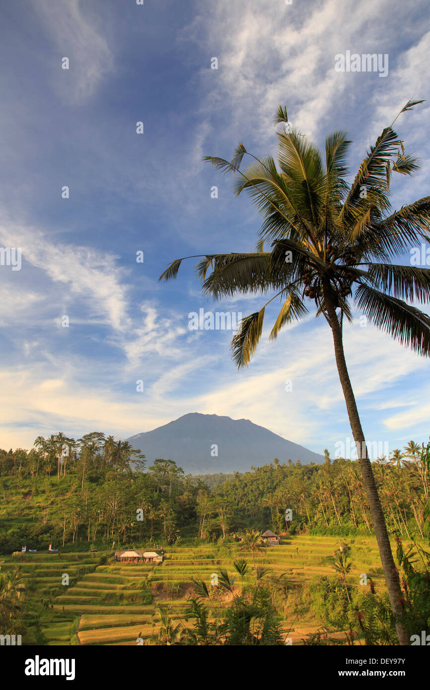 L'INDONÉSIE, Bali, Selat, les rizières et le volcan Gunung Agung Banque D'Images