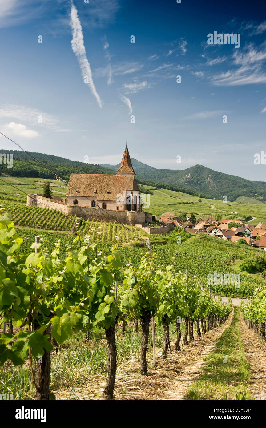 Église Saint Jacques, paysage urbain et de vignes, Hunawihr, Alsace, France, Europe Banque D'Images