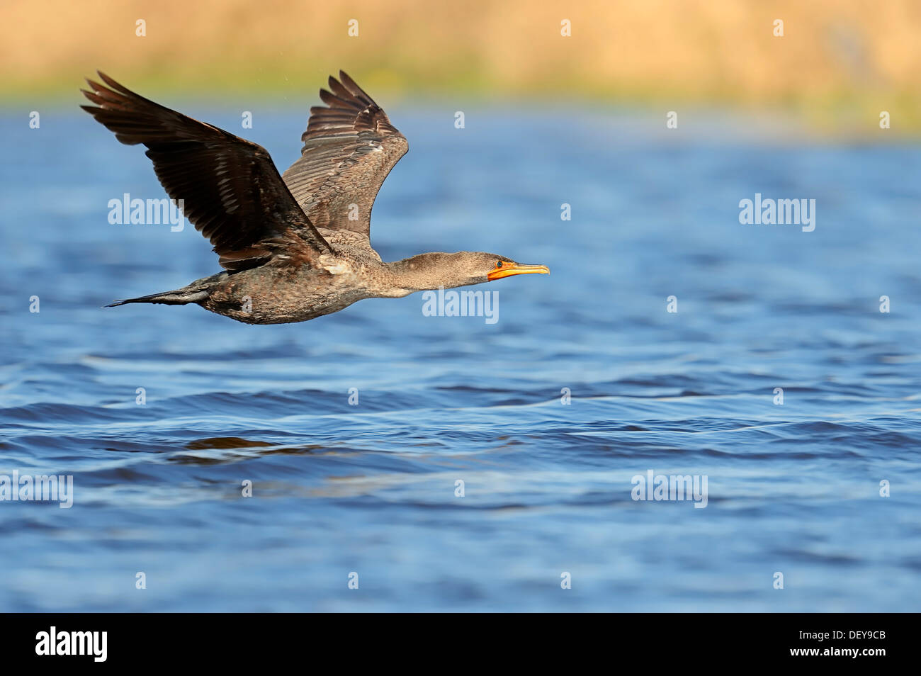 Cormoran à aigrettes (Phalacrocorax auritus), immature, en vol, le Parc National des Everglades, parc national des Everglades Banque D'Images