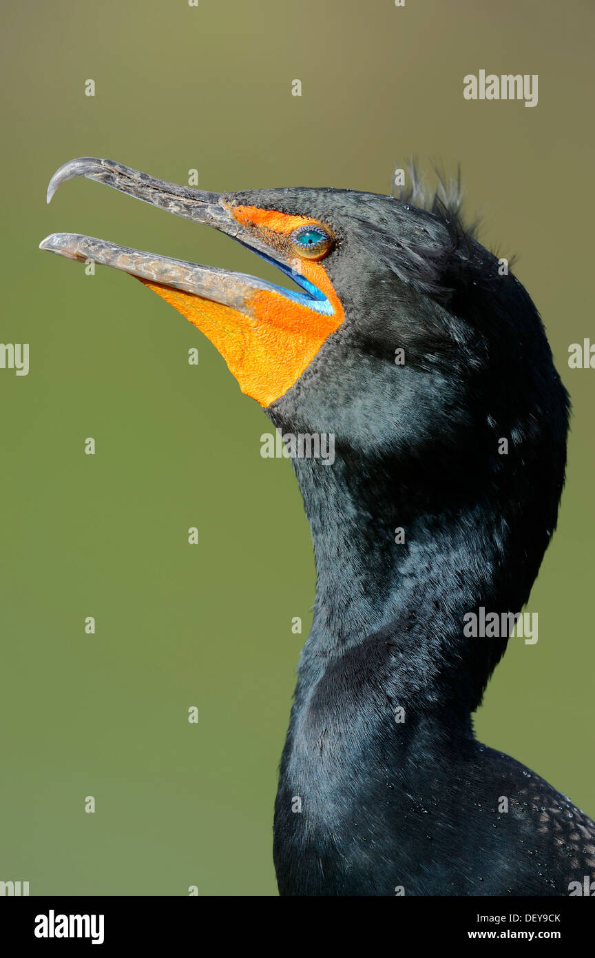 Cormoran à aigrettes (Phalacrocorax auritus), portrait, Parc National des Everglades, parc national des Everglades, en Floride Banque D'Images