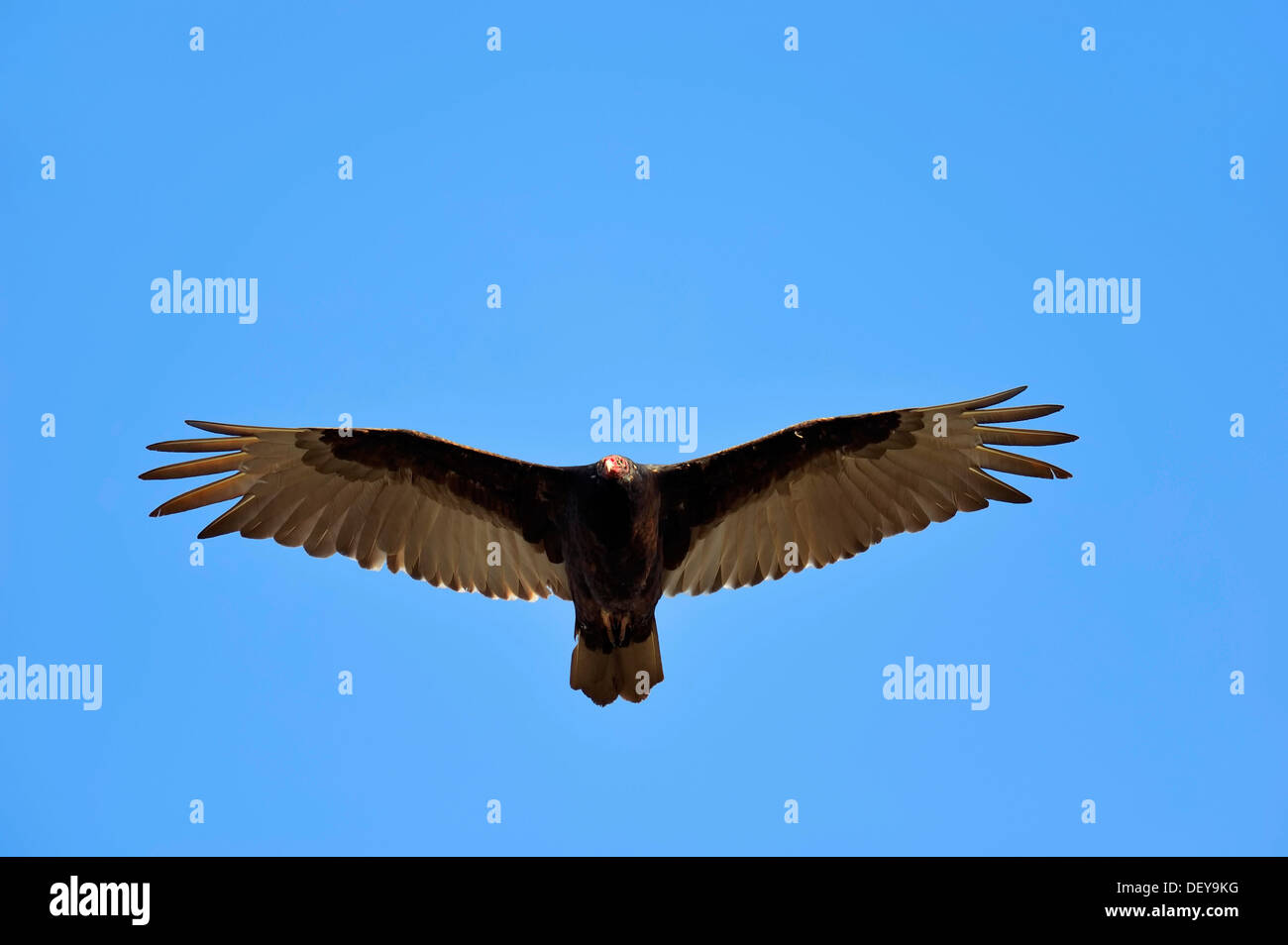 Urubu ou Turquie Buzzard (Cathartes aura) en vol, Everglades-Nationalpark, Florida, United States Banque D'Images