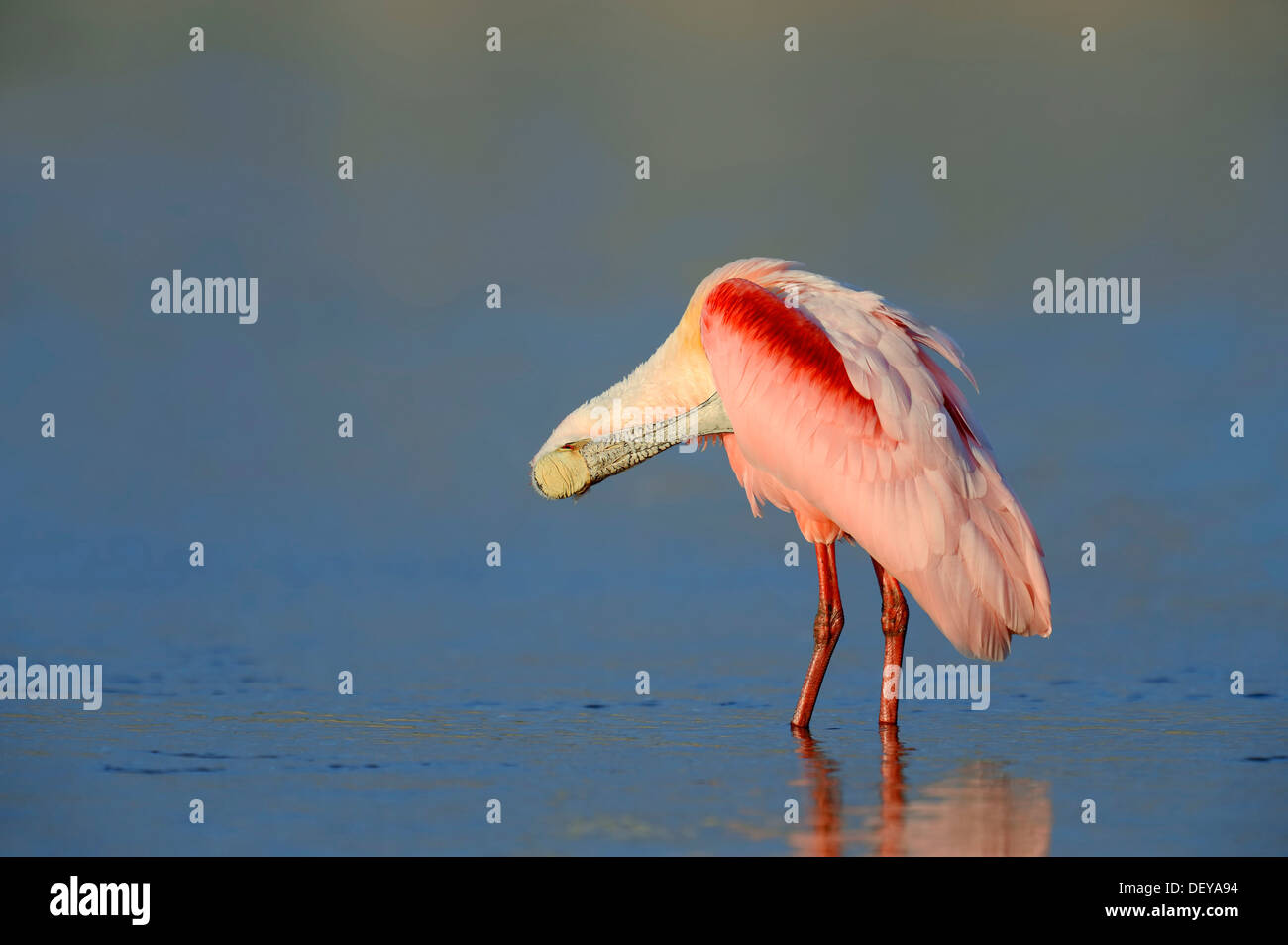 Ajaja Roseate Spoonbill (Ajaia ajaja, Platalea ajaja ajaja, lissage) lui-même, New York, United States Banque D'Images