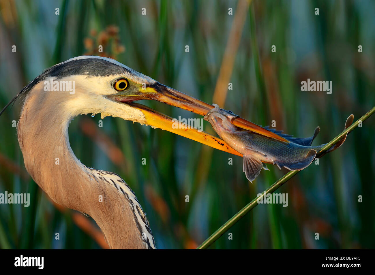 Grand Héron (Ardea herodias) avec un poisson pêché, Florida, United States Banque D'Images