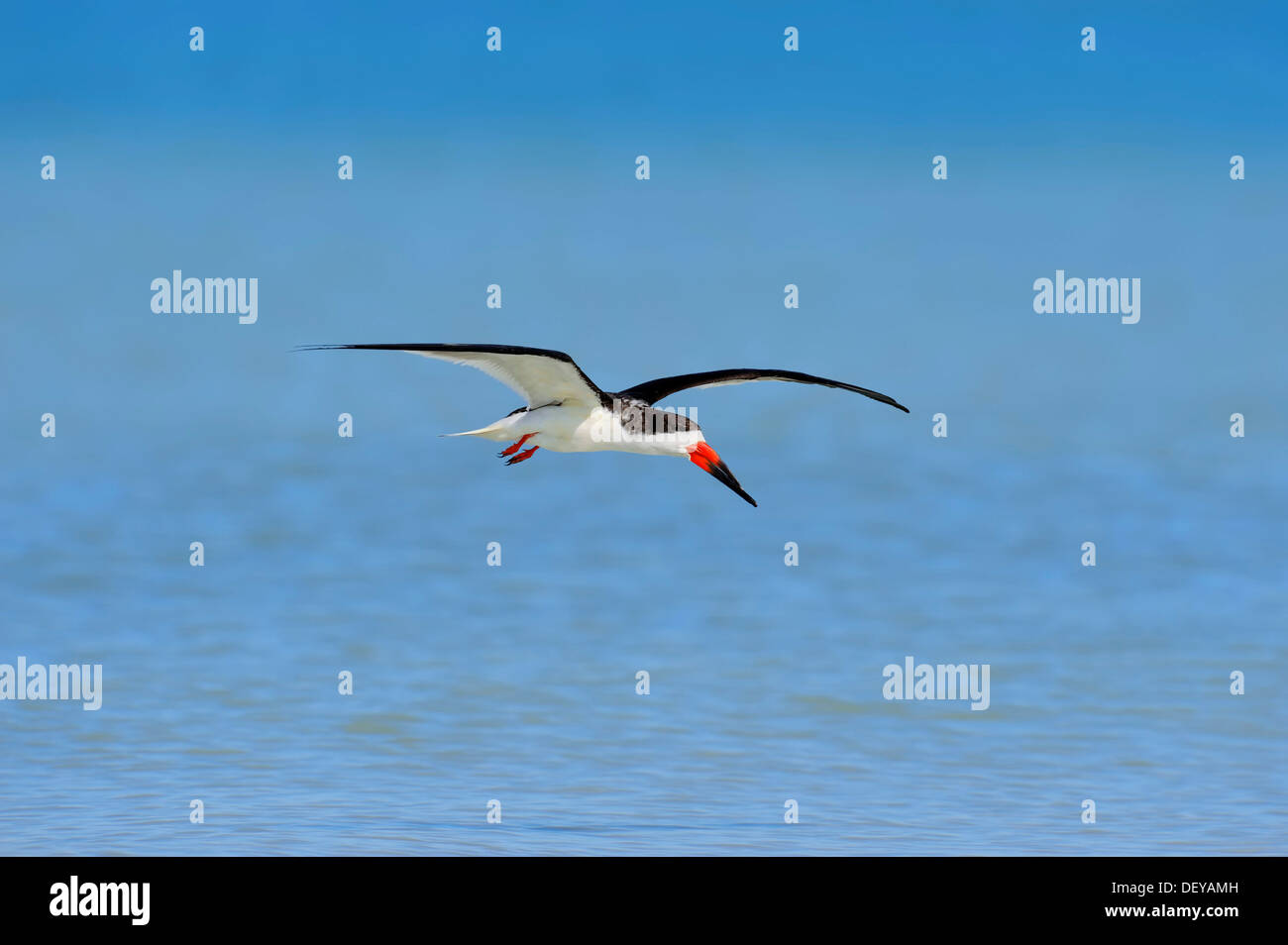 Skimmer Rynchops niger (noir) en vol, Sanibel Island, Florida, United States Banque D'Images