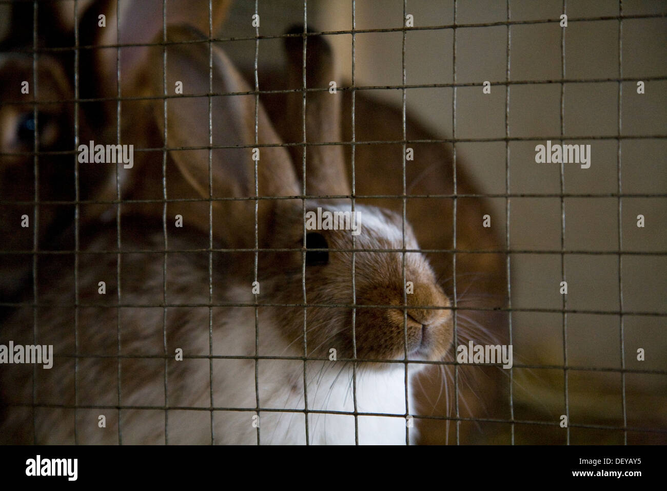 lapins en cage Banque D'Images