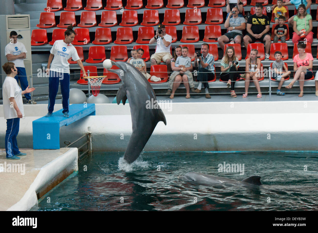 Dolphinarium, un spectacle d'un dauphin jouant avec une balle Banque D'Images