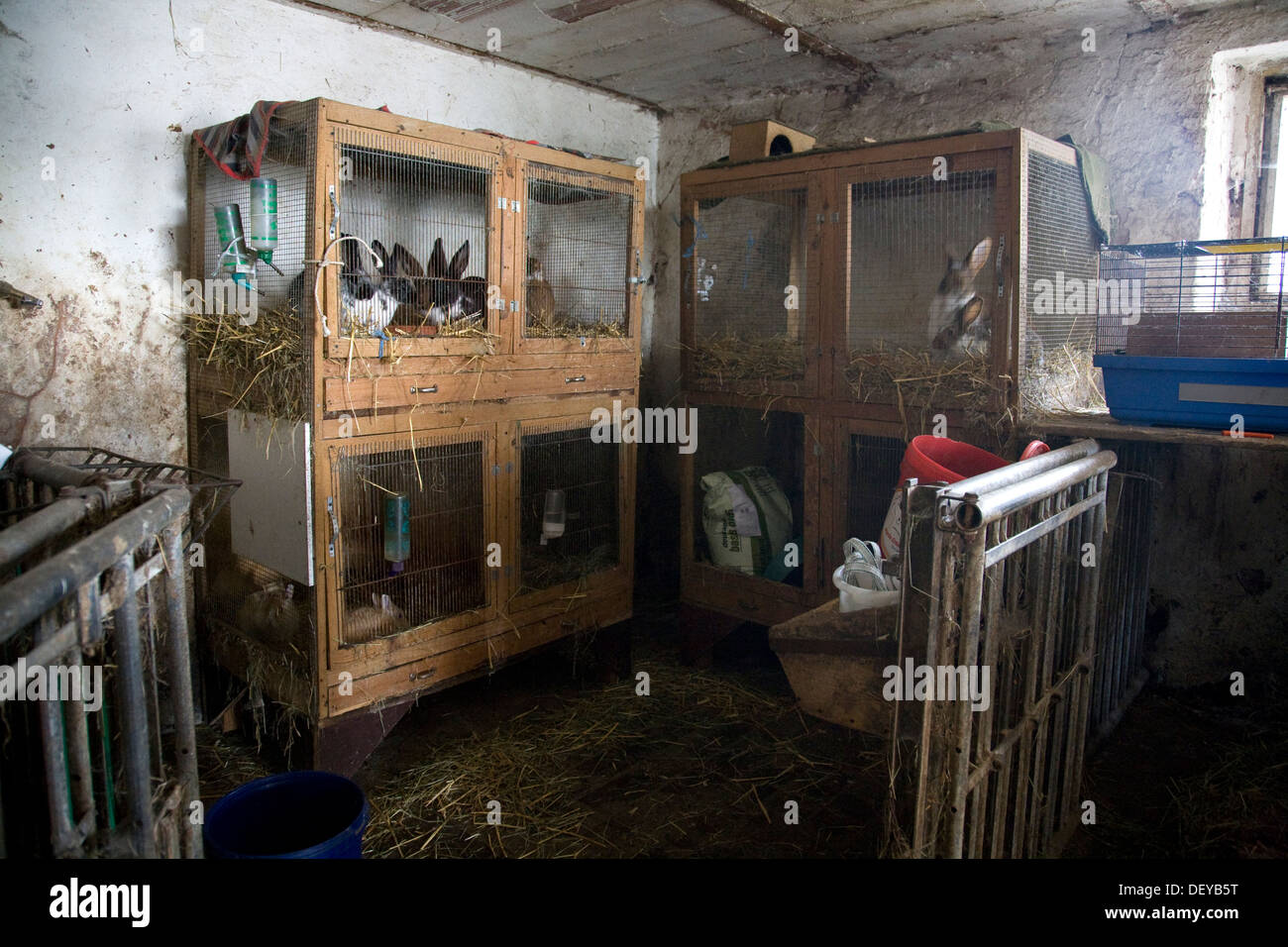 lapins en cage Banque D'Images