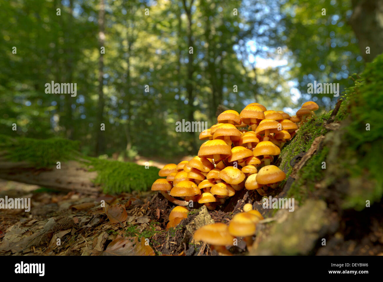 Woodtuft Kuehneromyces mutabilis (Gaine) poussant sur un tronc d'arbre mort, région du Bergisches Land, Rhénanie du Nord-Westphalie Banque D'Images