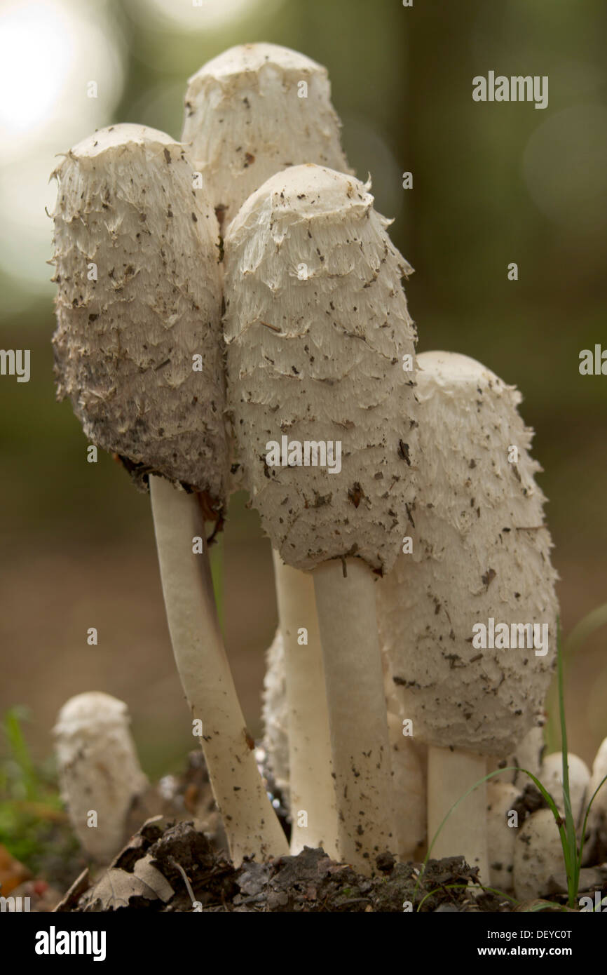 Shaggy, Cap d'avocat ou la perruque de Shaggy Mane (Coprinus comatus), région du Bergisches Land, Rhénanie du Nord-Westphalie Banque D'Images