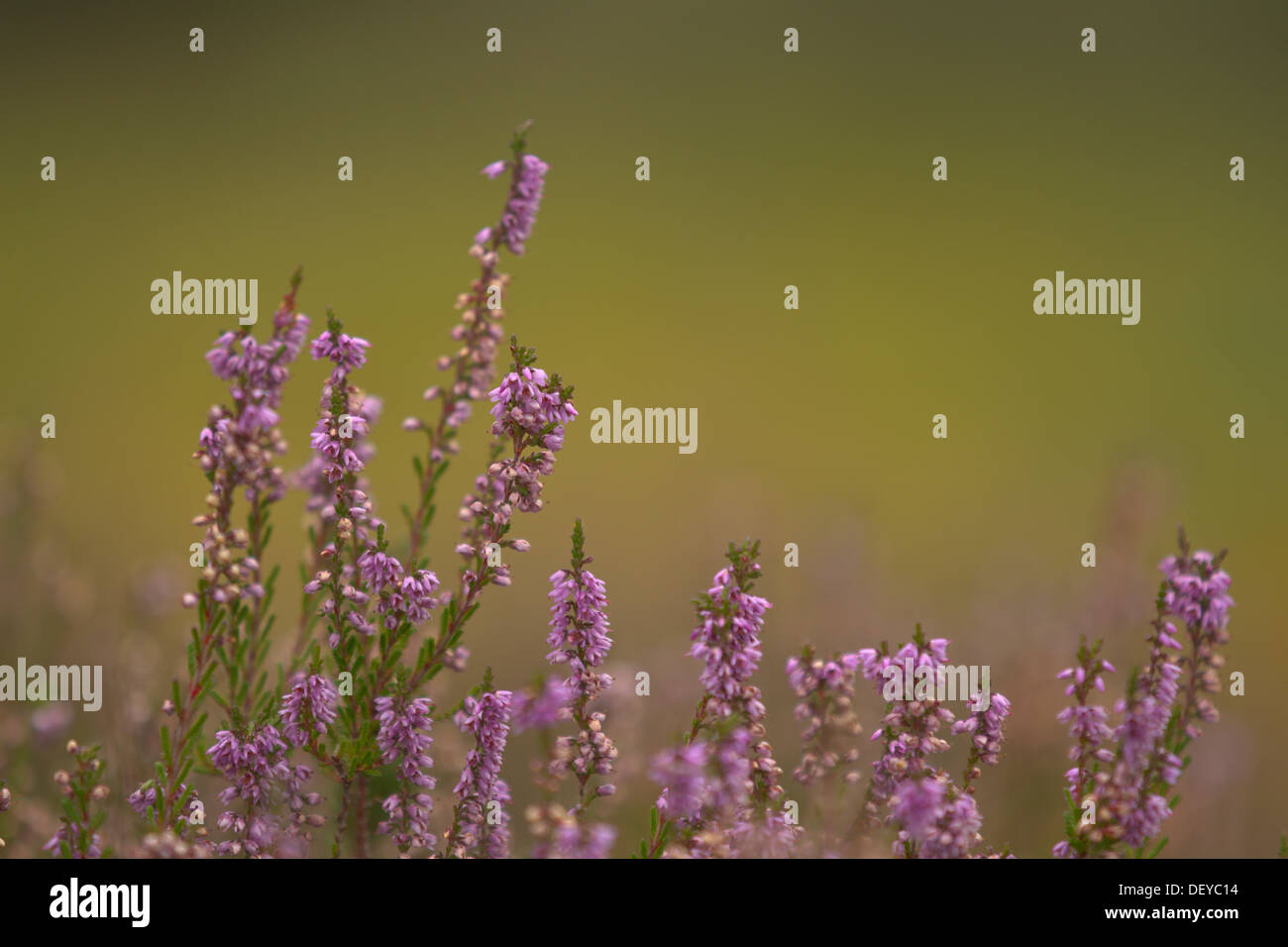 Bruyère commune ou Ling (Calluna vulgaris), la Réserve Naturelle de Wahner Heide, Rhénanie du Nord-Westphalie Banque D'Images