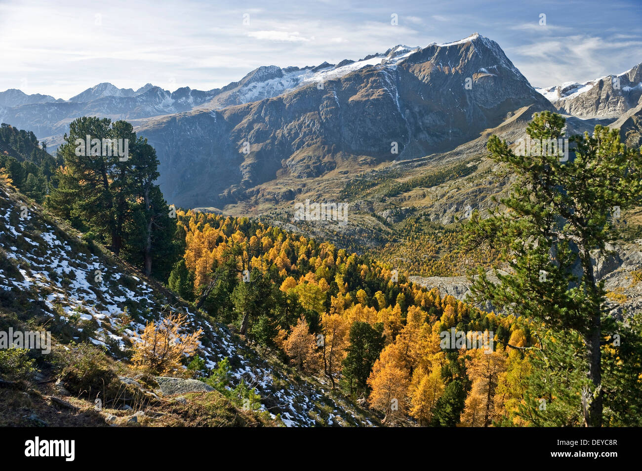 Forêt d'Aletsch, UNESCO World Heritage Site, Valais, Suisse, Europe Banque D'Images