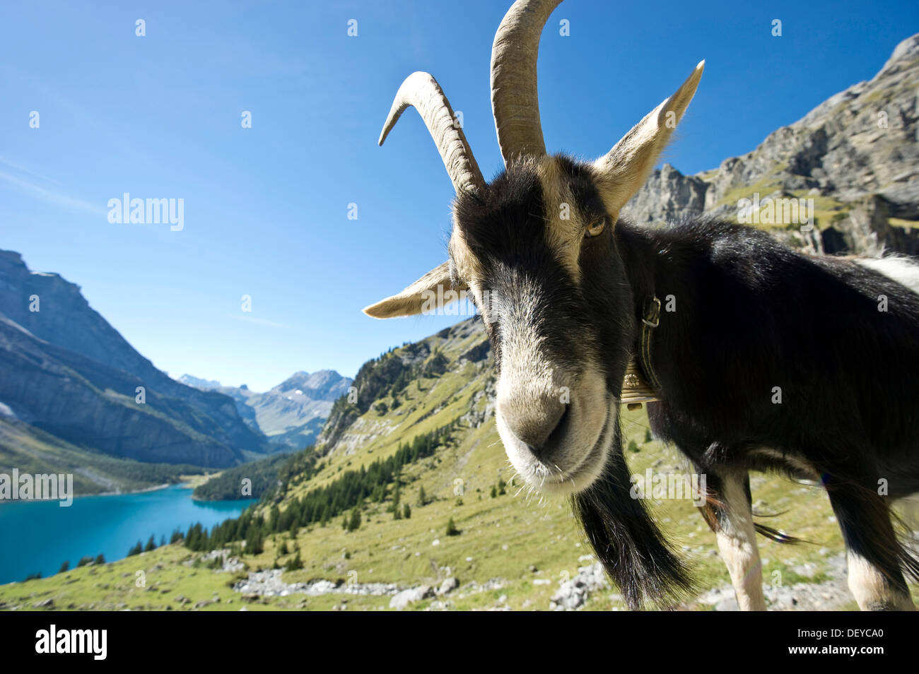 Chèvre domestique à l'Oeschinensee, Oeschinen Lake, dans l'Oberland bernois, Canton de Berne, Suisse, Europe Banque D'Images