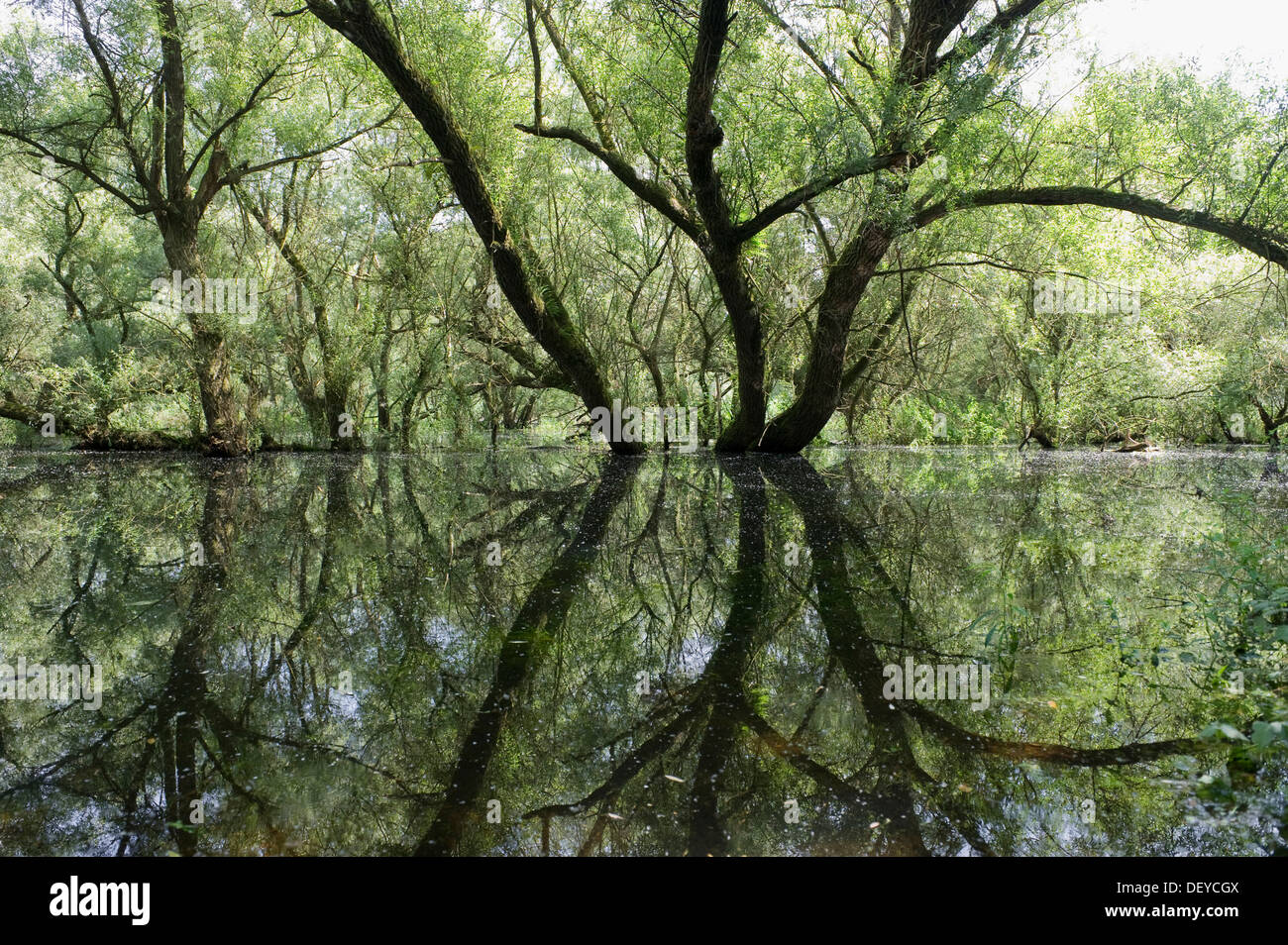 Le saule blanc (Salix alba) croissant dans les plaines du Rhin près de Rastatt, Bade-Wurtemberg Banque D'Images