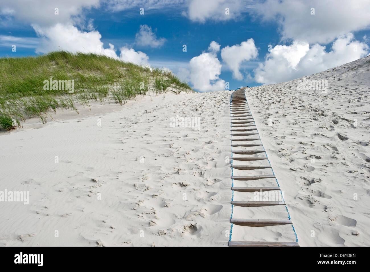 Chemin à travers les dunes, Amrum, au nord de l'archipel Frison, Schleswig-Holstein Banque D'Images