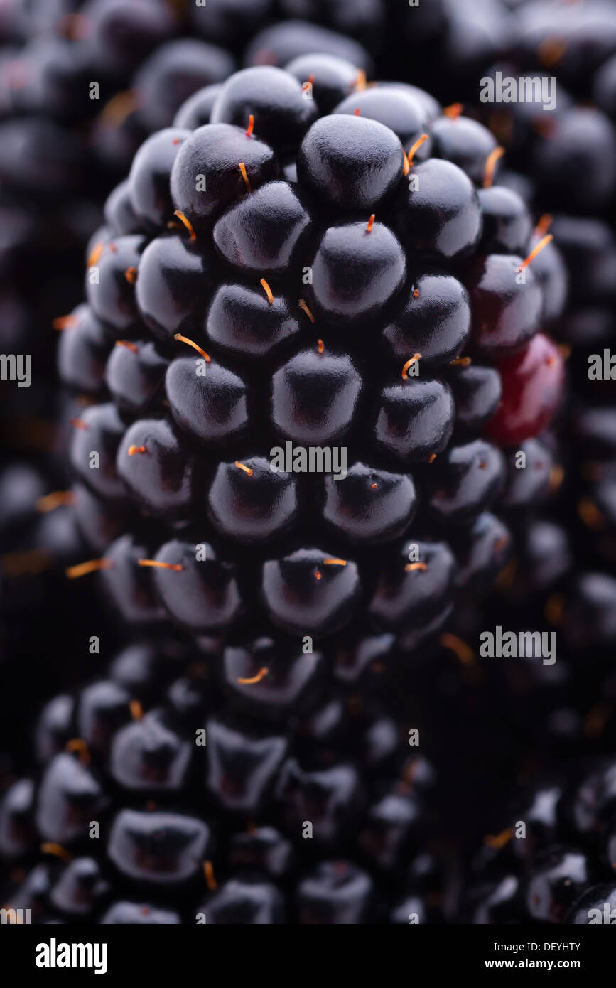 Fruits et légumes : groupe de mûres fraîches, close-up shot Banque D'Images