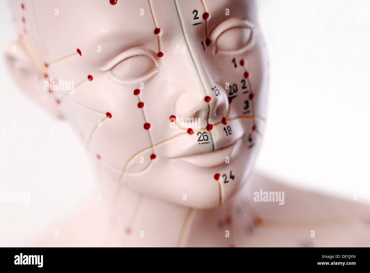 Modèle anatomique, tête avec points d'acupuncture Banque D'Images