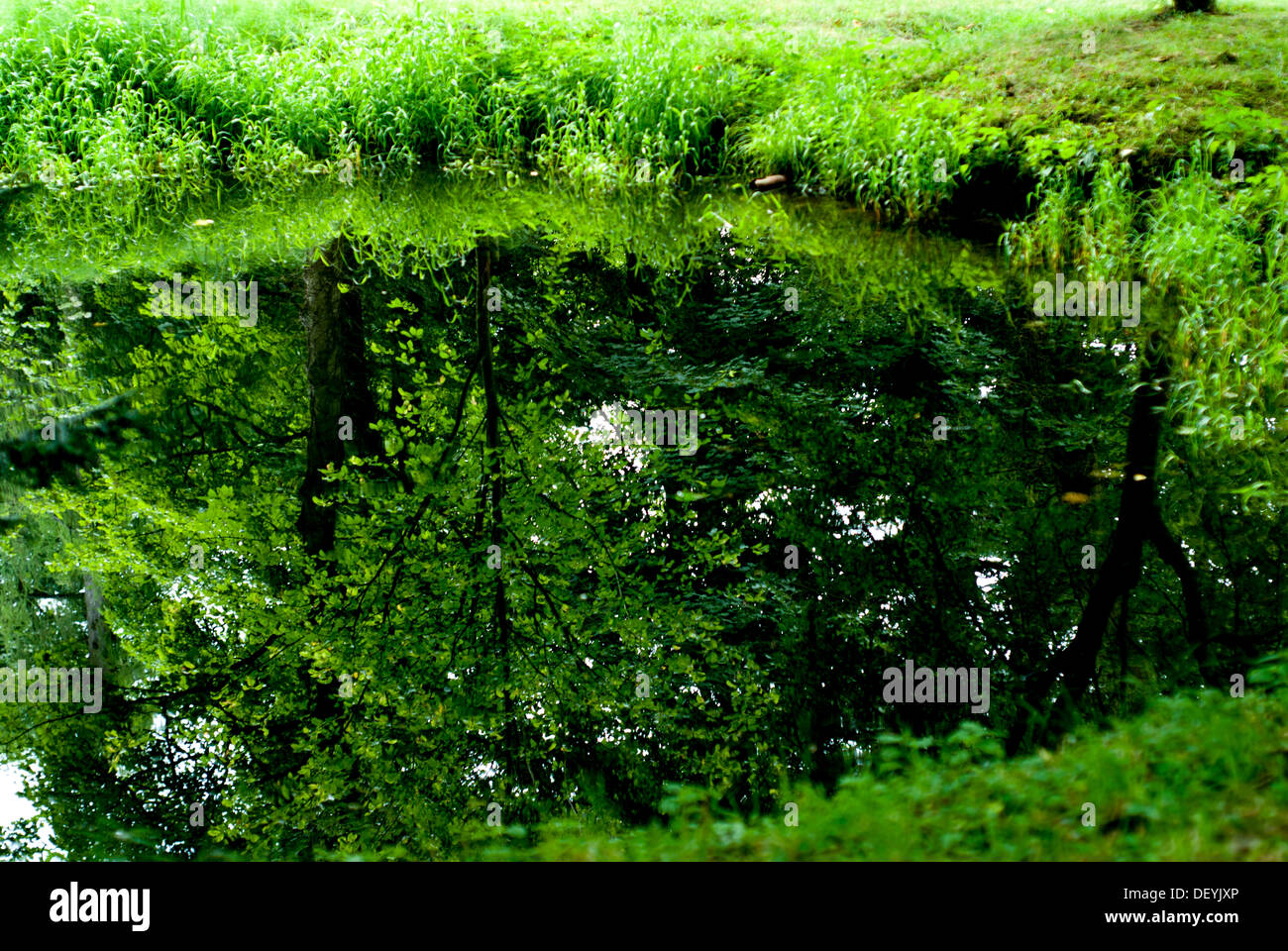 Reflet de l'arbre dans la piscine Banque D'Images